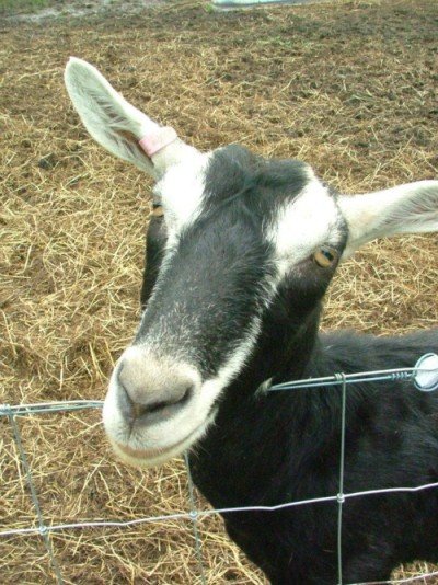Issy, the founding goat of Make Mine Milk.