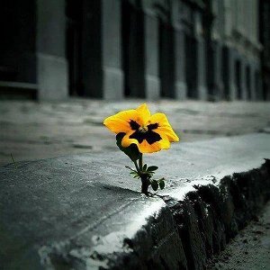 flower through concrete