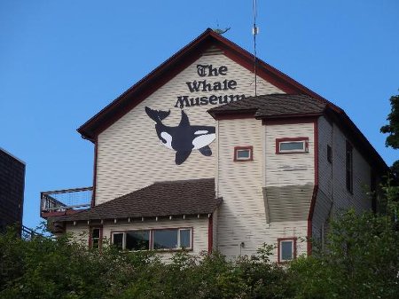 the-whale-museum