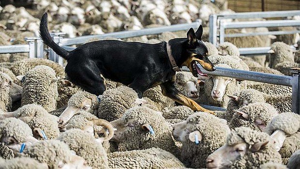 sheep-dog_