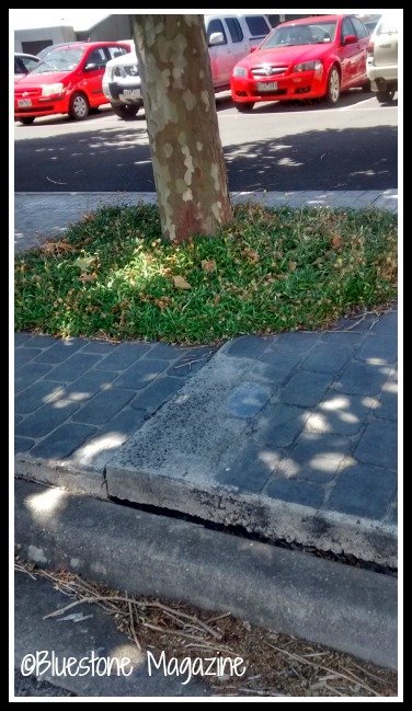 pavement tree