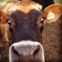 Cows in curlers…well, almost – The Terrier – Carol Altmann