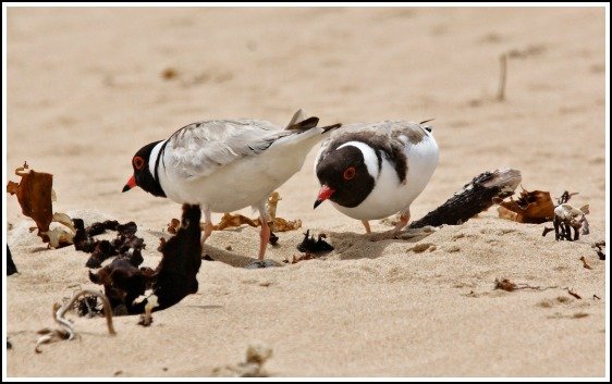 plover glenn ehmke