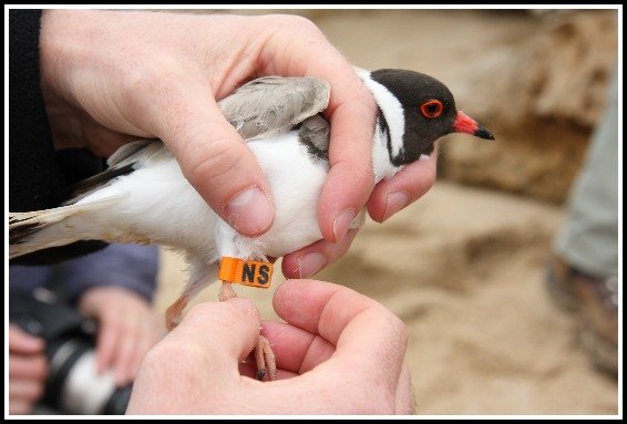 plover grainne maguire